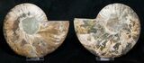 Polished Ammonite Pair - Crystal Lined #8446-2